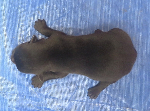 freddie 1wk 4