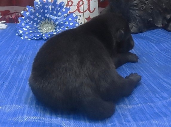 freddie 1wk 5