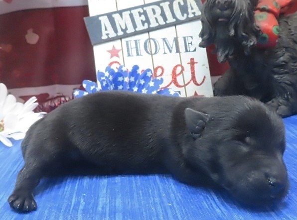 freddie 1wk 7