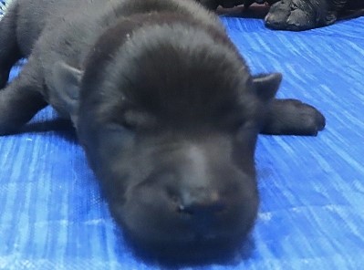 freddie 1wk 8