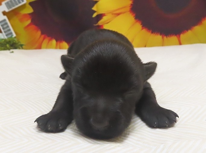 freddie 2wk 1