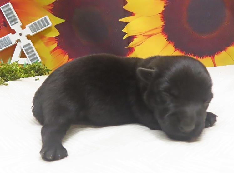 freddie 2wk 2