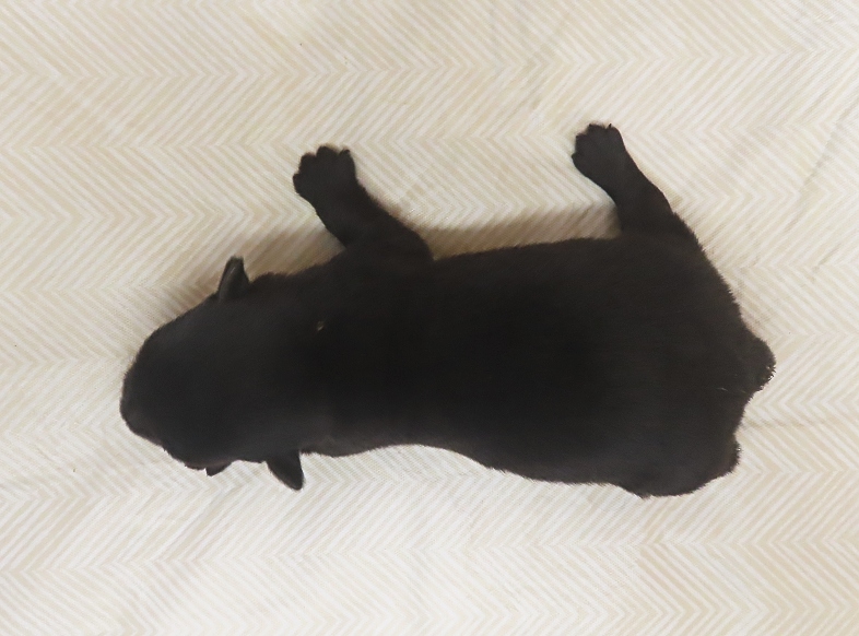 freddie 2wk 3