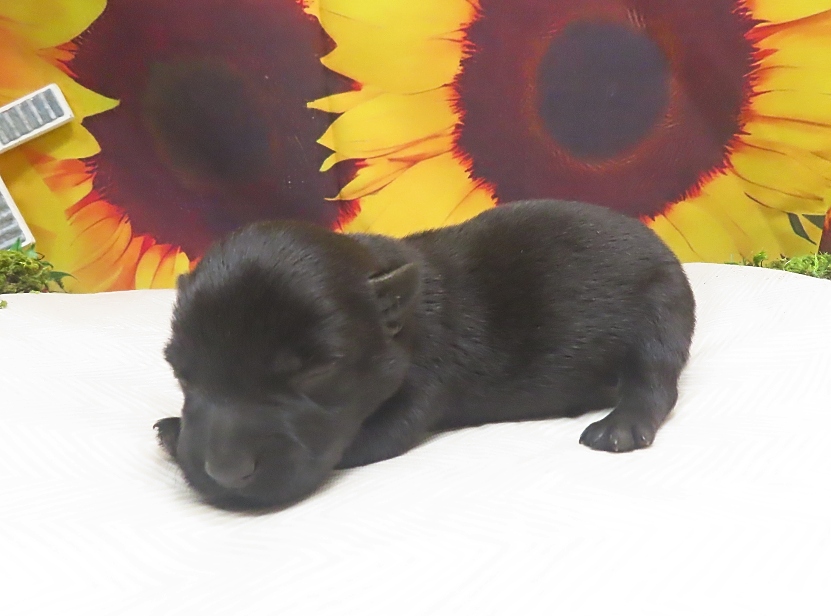 freddie 2wk 4