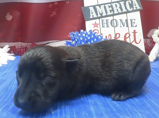 imani 1wk 1
