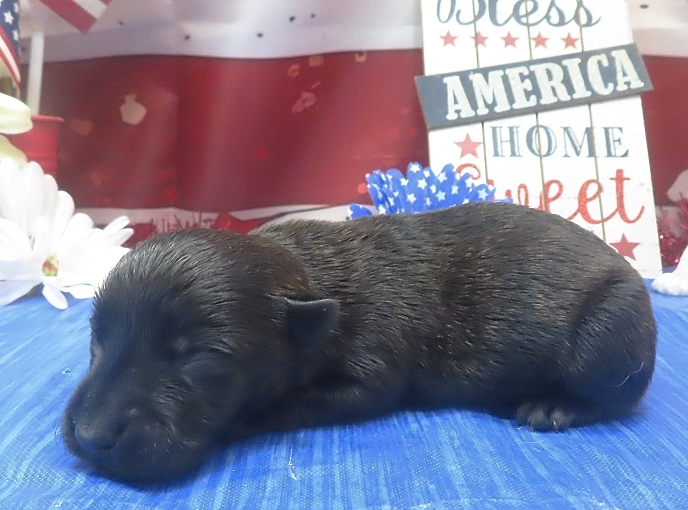 imani 1wk 2