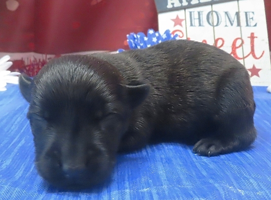 imani 1wk 3