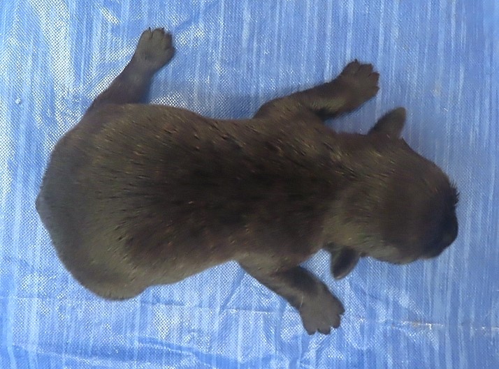 imani 1wk 4