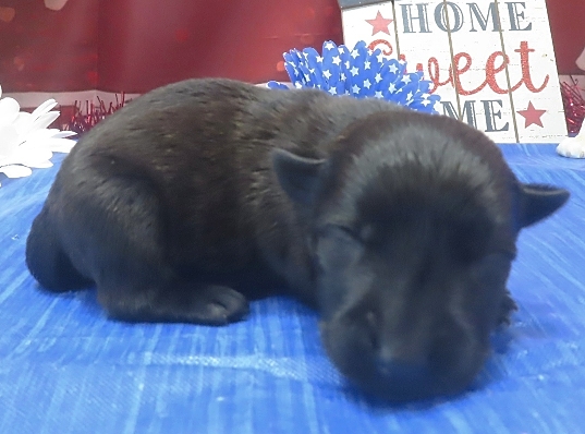 imani 1wk 5
