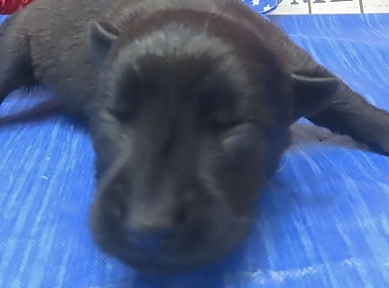 imani 1wk 7