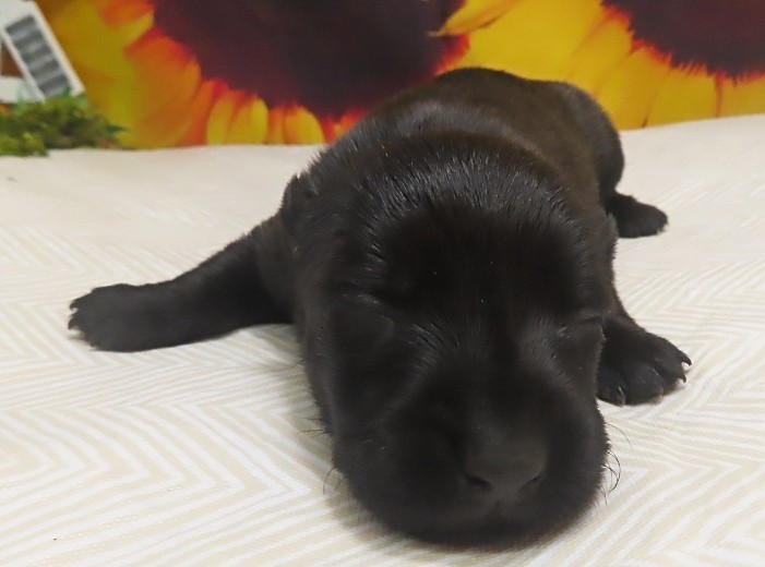 imani 2wk 1