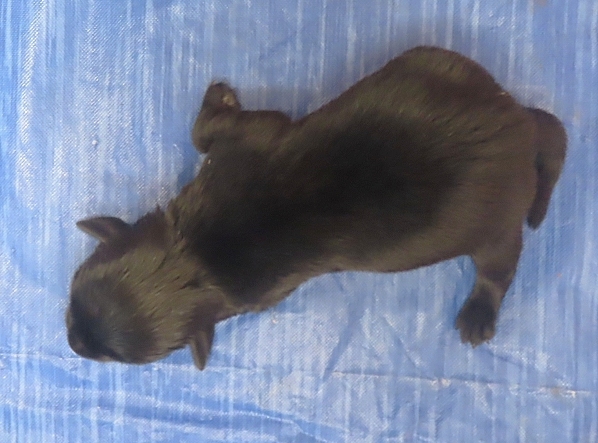 indigo 1wk 2