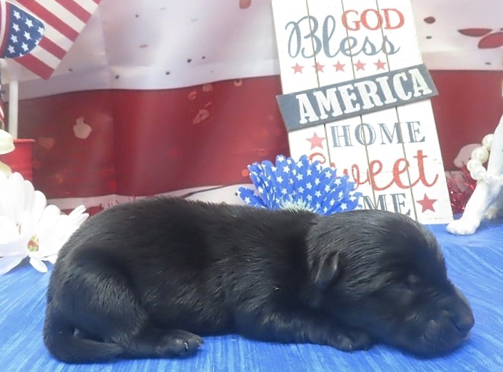 indigo 1wk 4