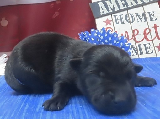 indigo 1wk 7