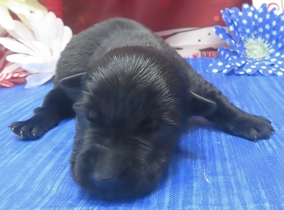 indigo 1wk 8