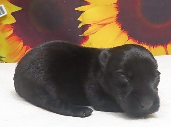 iris 2wk 4 edited