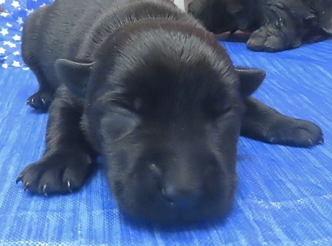 isabella 1wk 1