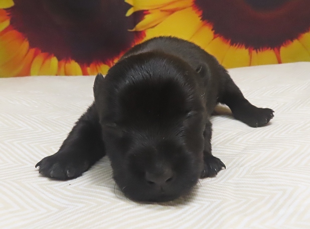 isabella 2wk 2