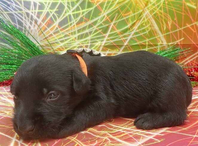 reeses 4wk 1 edited