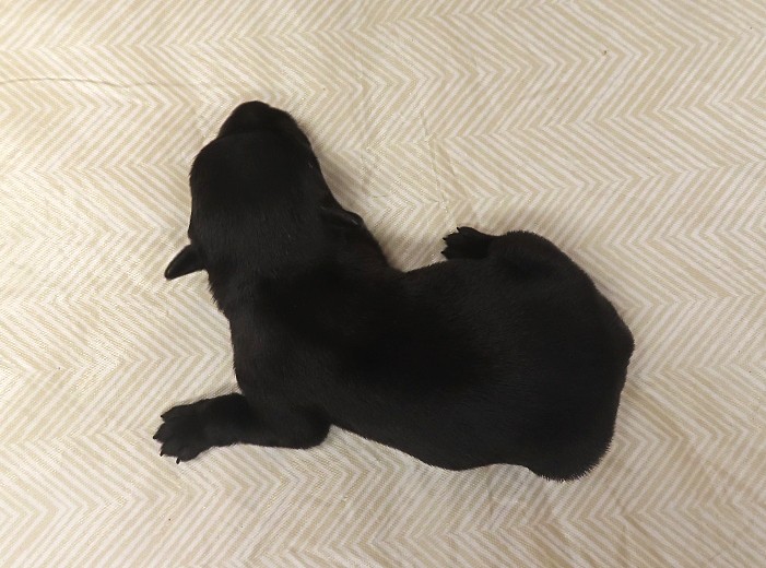 waldo 1wk 2