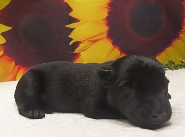 waldo 1wk 5