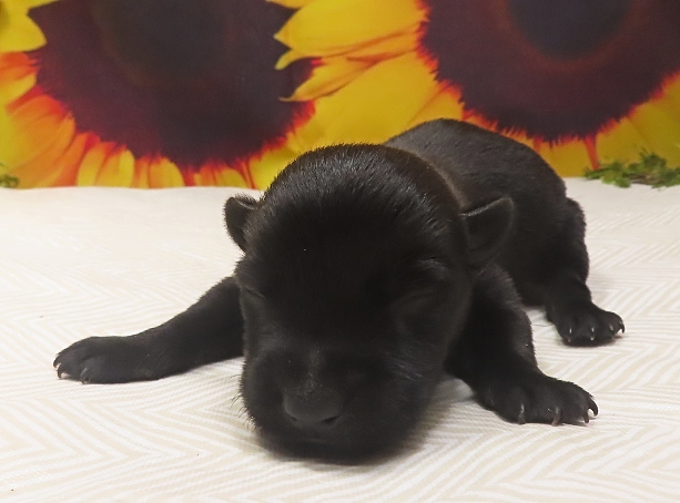 wally 1wk 1