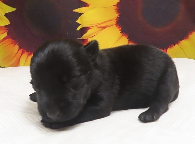 wally 1wk 2
