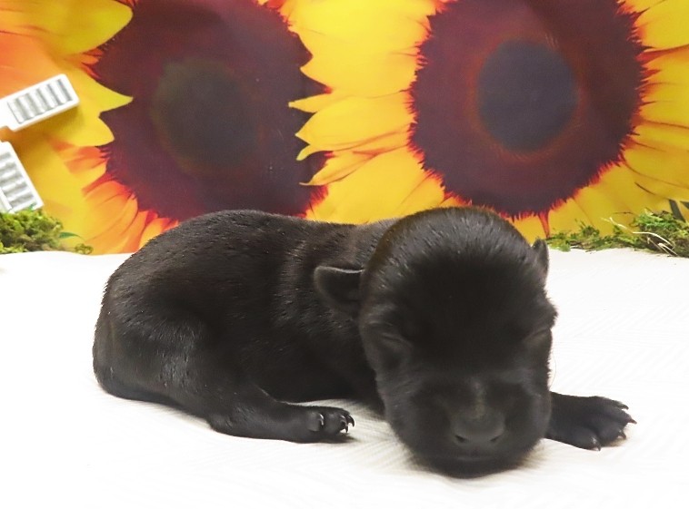 wally 1wk 4