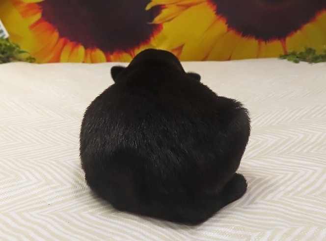 wanda 1wk 3