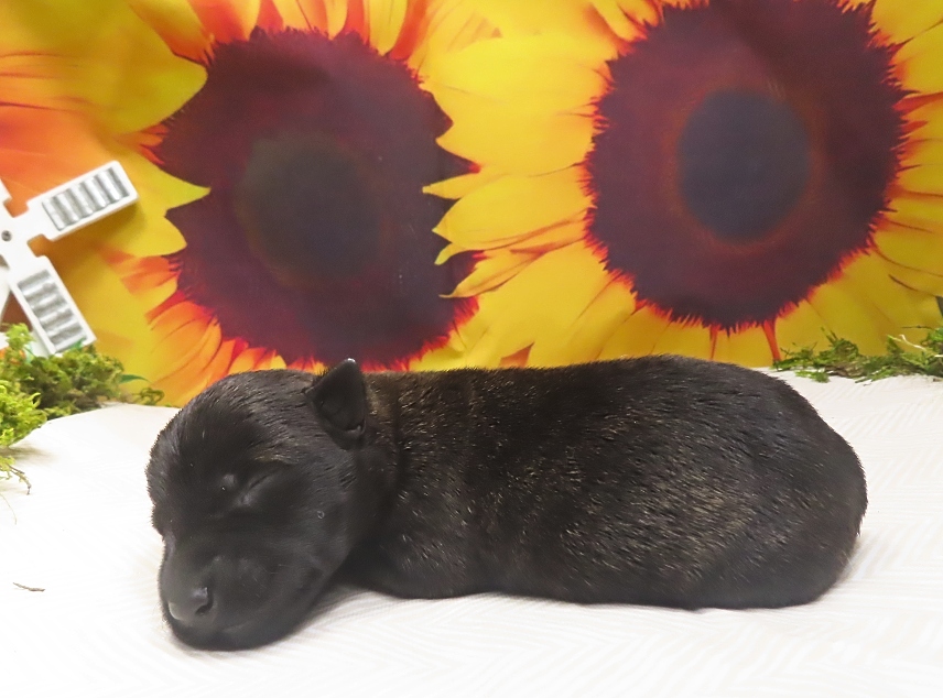 whitney 1wk 3