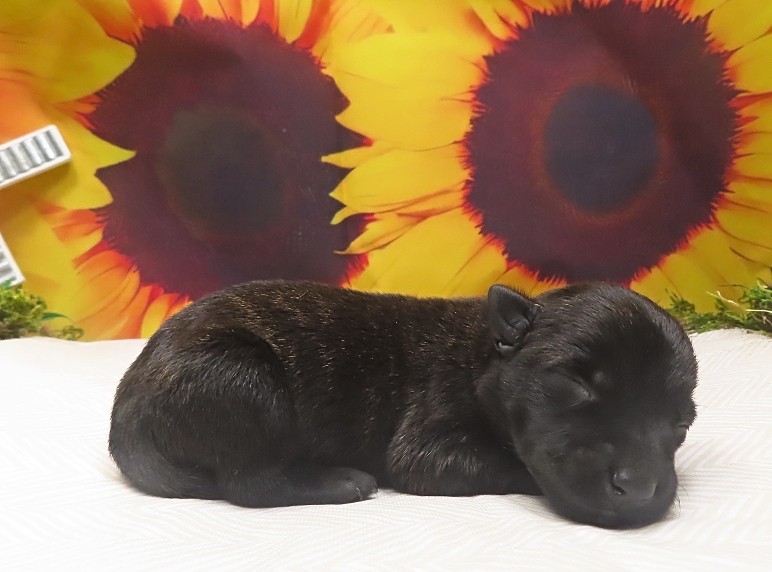 whitney 1wk 4
