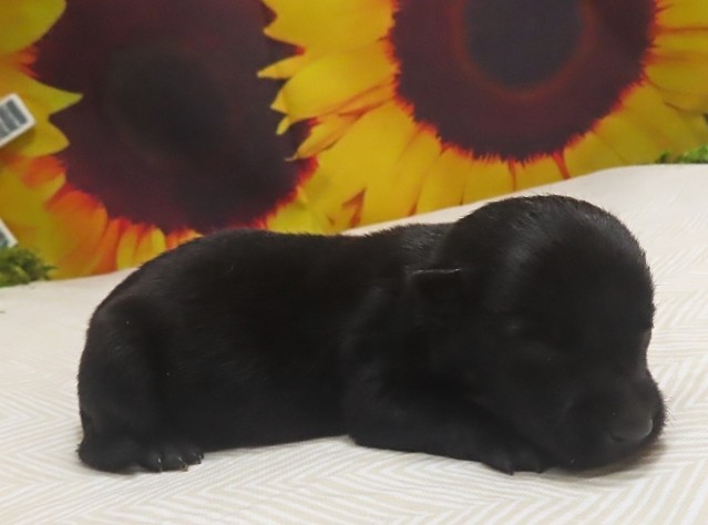 wilmer 1wk 1