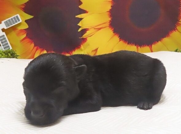 wilmer 1wk 2 edited