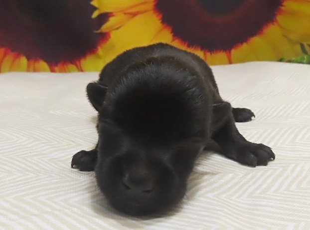 wilmer 1wk 5