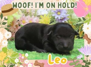 Leo 1wk FT 2