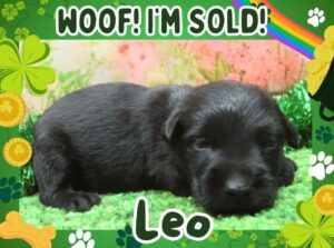 Home 12 Leo 3wk FT 3