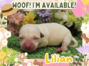 Lilian 1wk FT