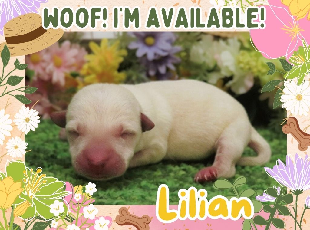 Lilian 1wk FT