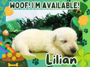 Lilian 2.5wk ft 1