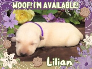 Lilian 2wk FT