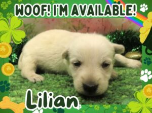 Home 8 Lilian 3wk FT