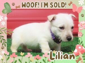 Lilian 6wk ft 3