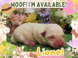 Lionel 1wk FT