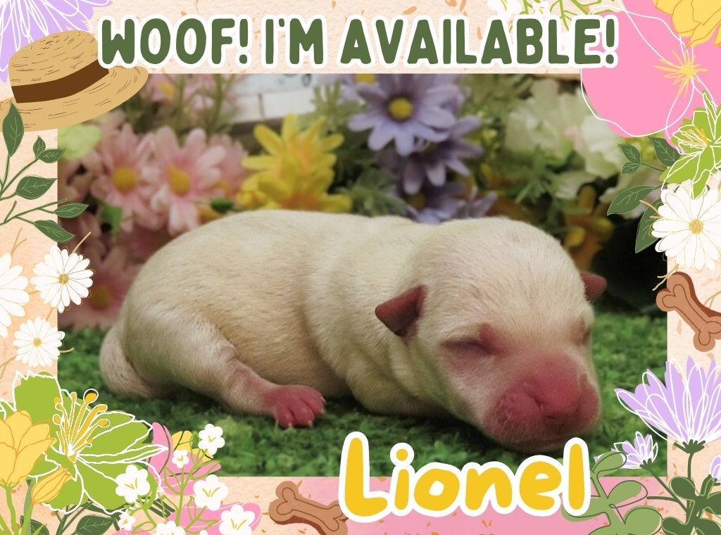 Lionel 1wk FT