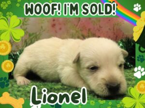 Home 9 Lionel 3wk FT 3