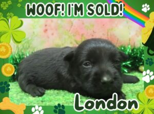 Home 10 London 3wk FT 3