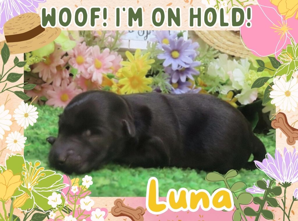 Luna 1wk FT 2