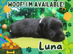 Luna 2.5wk ft 1