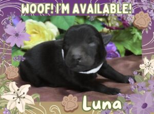 Luna 2wk FT