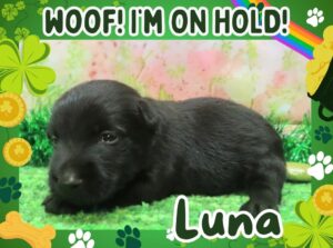 Home 11 Luna 3wk FT 2